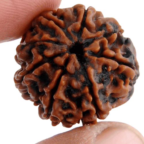 3 Mukhi Rudraksha