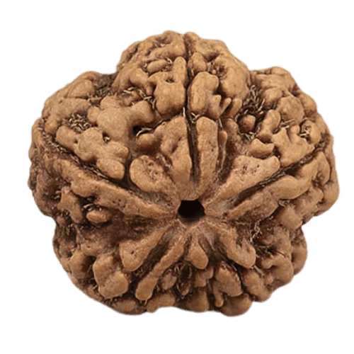 5 Mukhi Rudraksha
